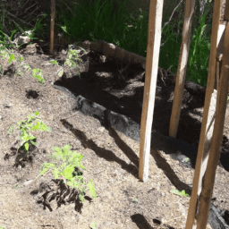 ¿Dónde plantar tomateras sol o sombra?
