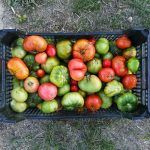 Variedades de tomates