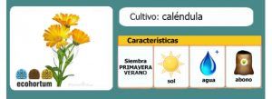 Cultivo de Caléndula (Calendula officinalis)