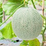 cultivo-de-melon-pequeno-cucumis-melo-dulce-petite