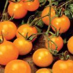 Cultivo de Tomate cherry amarillo (variedades compactas)