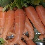 cultivo-de-zanahoria-baby-daucus-carota-subsp