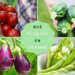 Plantar hortalizas: Qué hortalizas no plantar juntos