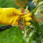 Respuesta: Cuando echar azufre para cultivar tomates