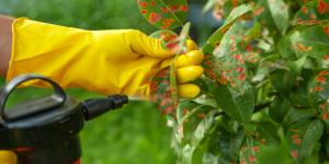 Respuesta: Cuando echar azufre para cultivar tomates