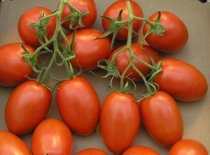 tomates para conserva