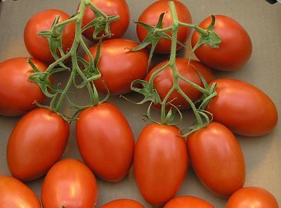 Qué tomates son los más adecuados para hacer conserva